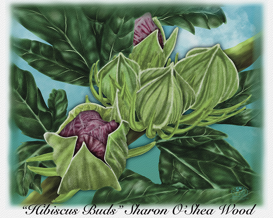 Home "Hardy Hibiscus Buds" a digital botanical artwork.