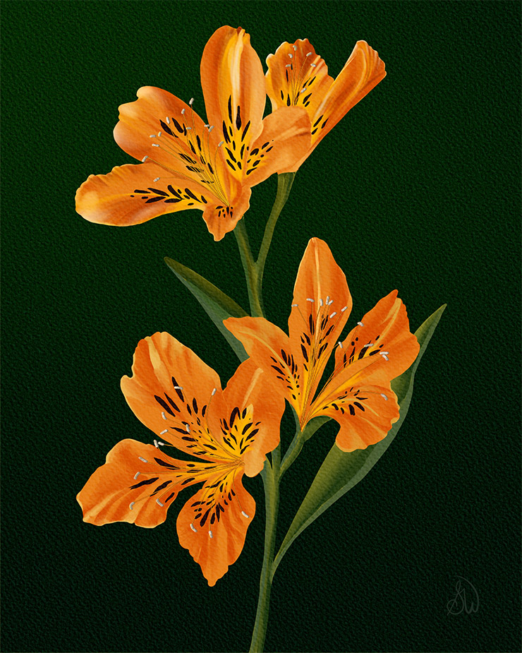 Home "Peruvian Lily" a digital botanical painting.