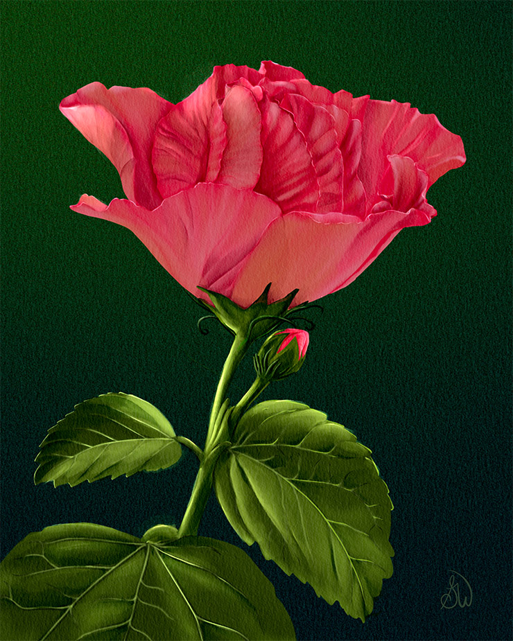 Home "Tropical Hibiscus - Jennie Lynn" digital botanical artwork.