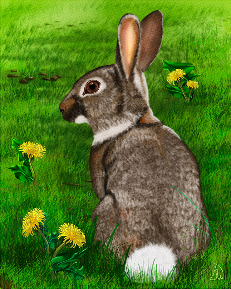 Home w p long island cottontail