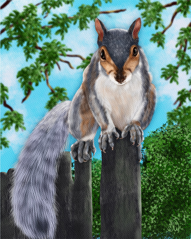 Home "Long Island Eastern Grey Squirrel" digital wildlife artwork.