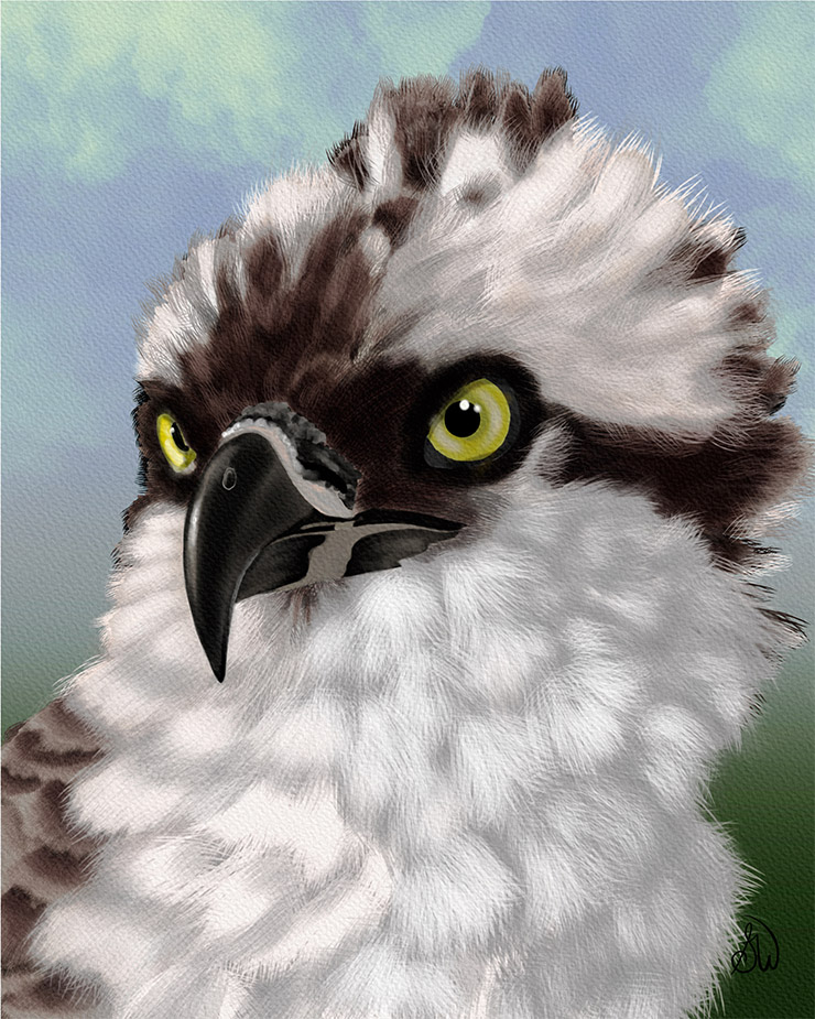 Home "Montauk Osprey" Wildlife digital portrait.