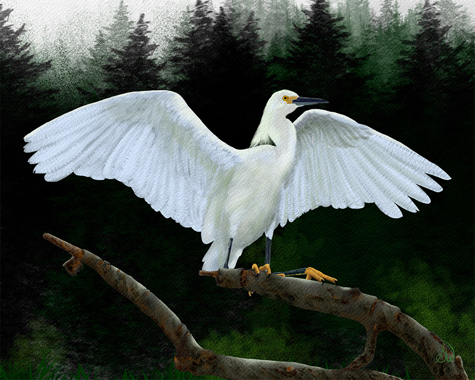 Home "Wetlands Snowy Egret" Wildlife digital portrait.